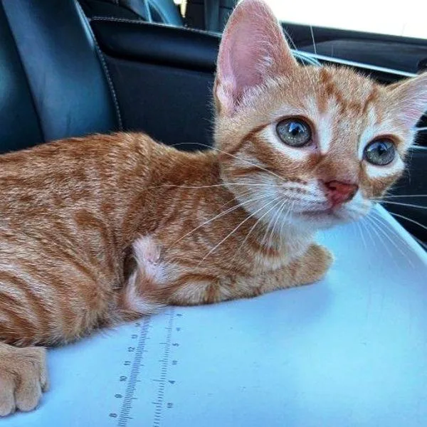 A baby small-sized male Orange / Red Domestic Short Hair cat named Spike for adoption in Concord, NH