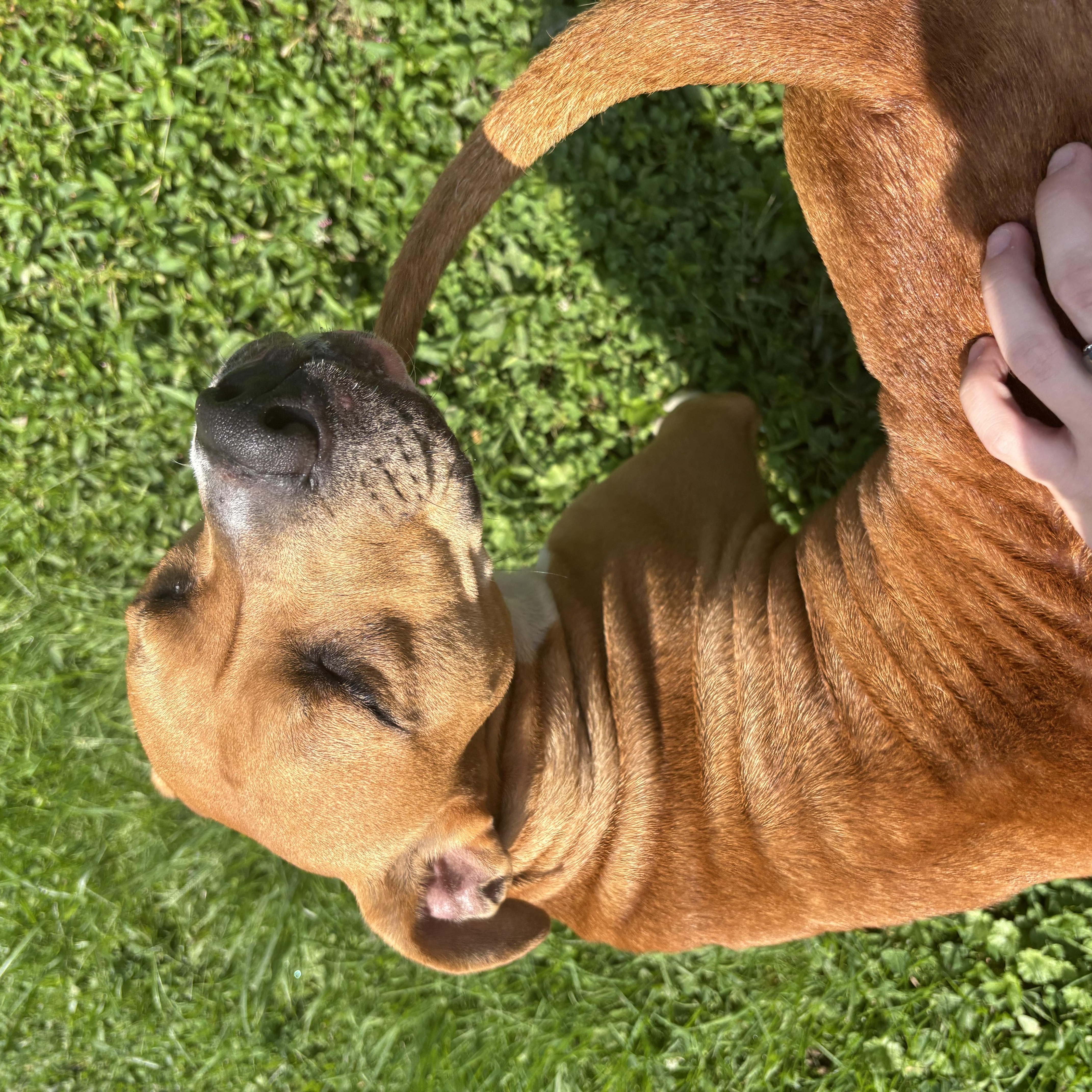 A young medium-sized female Brown / Chocolate Pit Bull Terrier dog named Lily for adoption in Circleville, OH