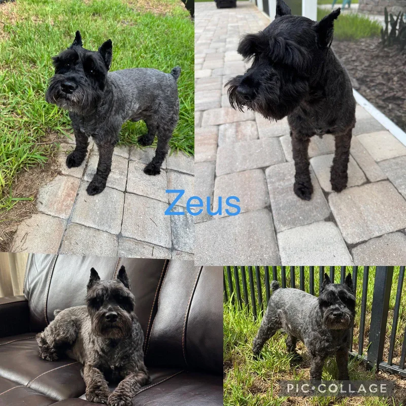 An adult medium-sized male Schnauzer dog named Zeus schnauzer for adoption in Valrico, FL