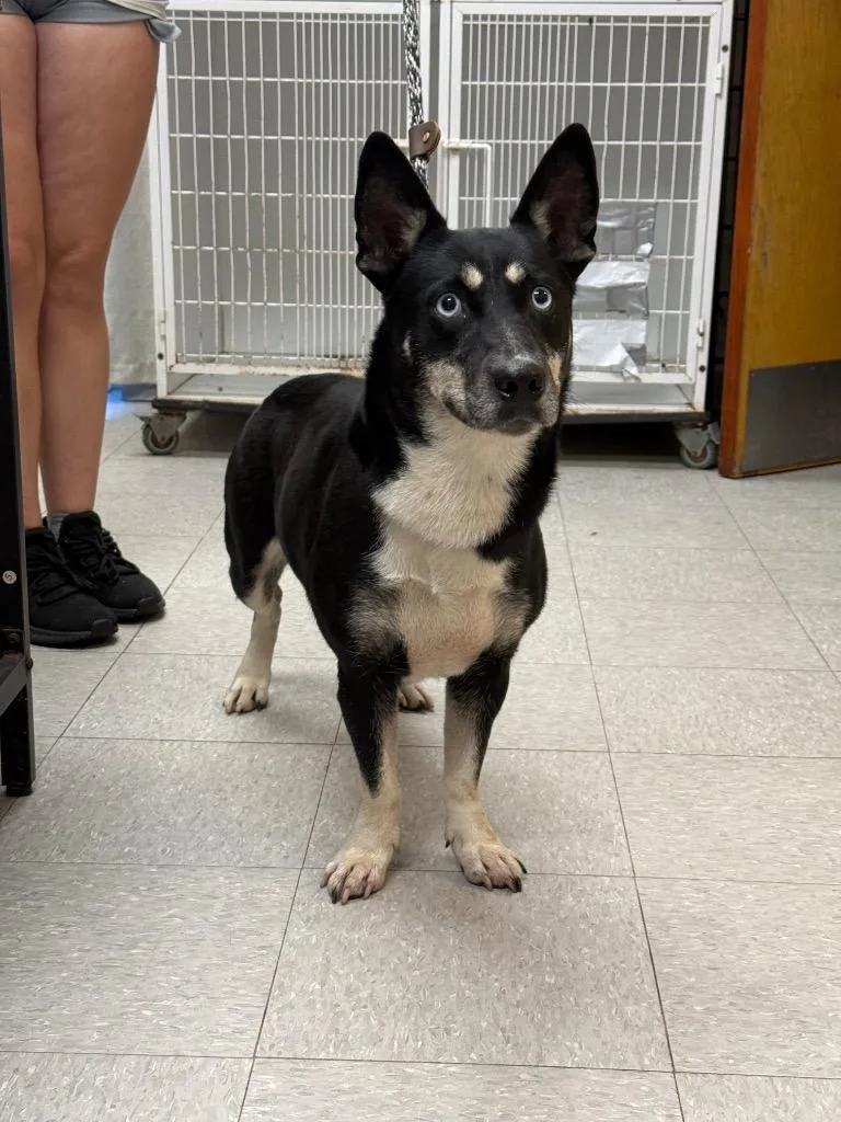 An adult medium-sized female Australian Kelpie dog named Patty for adoption in Sorrento, LA
