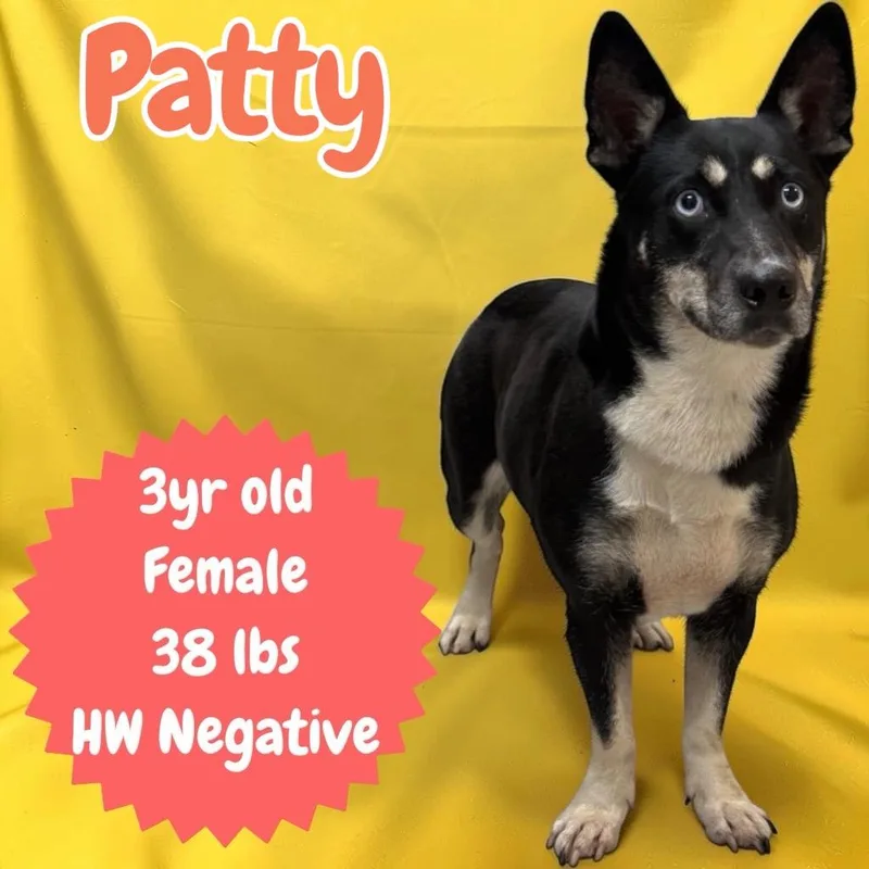 Patty thumbnail 2
