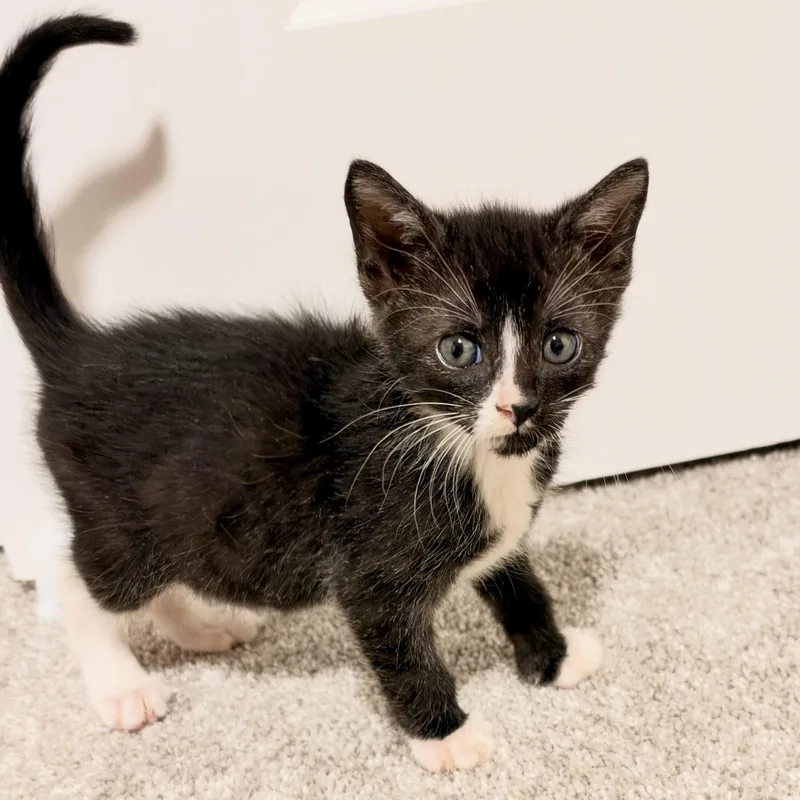 A baby medium-sized male Black & White / Tuxedo Domestic Short Hair cat named Bass for adoption in Pasco, WA