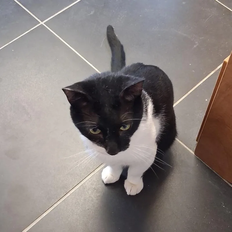 An adult large-sized male Black Domestic Short Hair cat named Legolous for adoption in Hamburg, NY