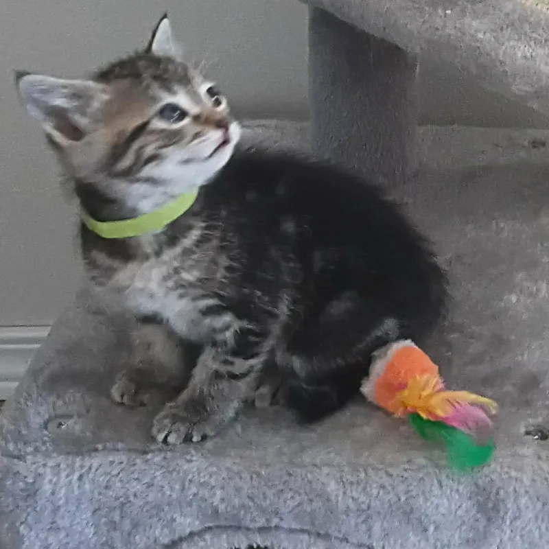 A baby small-sized female Black Domestic Short Hair cat named Matcha green for adoption in Ferndale, WA