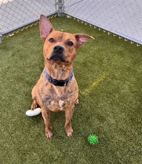 A young large-sized male Pit Bull Terrier dog named Canelo for adoption in Toledo, OH