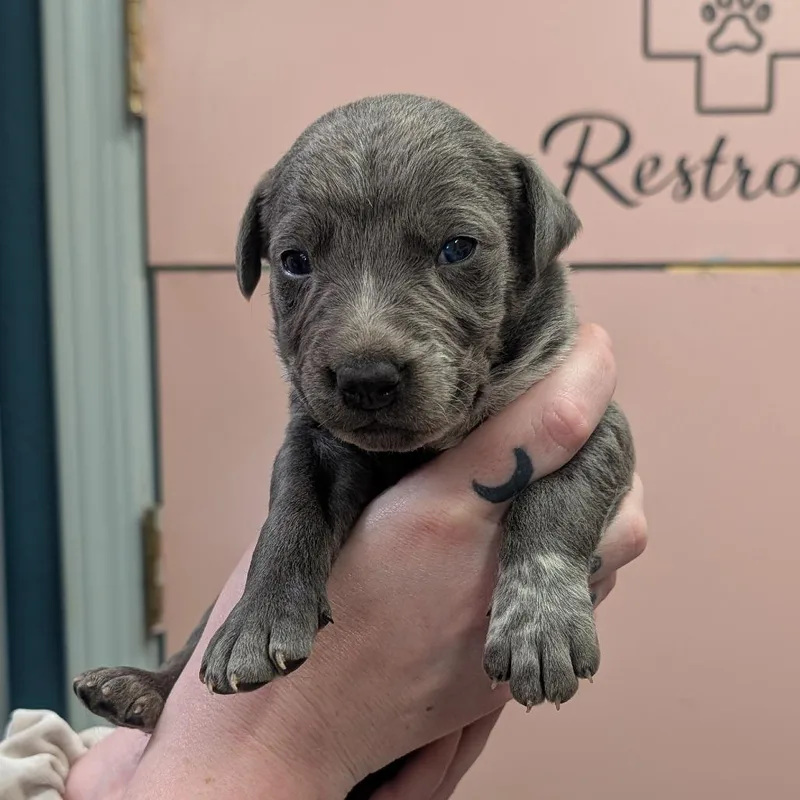A baby small-sized male Gray / Blue / Silver Mixed Breed dog named FiletOFish for adoption in Huntsville, AR
