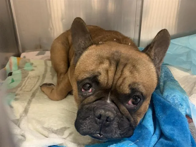 An adult small-sized male French Bulldog dog named Billie for adoption in Sacramento, CA