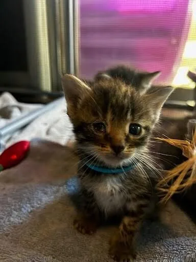A young medium-sized male Tabby (Brown / Chocolate) Domestic Short Hair cat named Cane for adoption in Cincinnati, OH