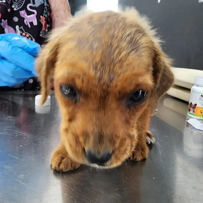 A baby medium-sized male Brown / Chocolate Hound dog named Xavier for adoption in Livingston, TX