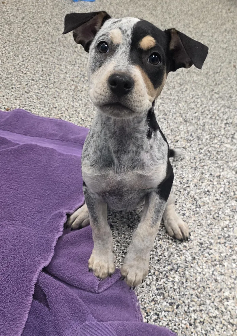 A baby medium-sized female Harlequin Australian Cattle Dog / Blue Heeler dog named Indy for adoption in Conifer, CO