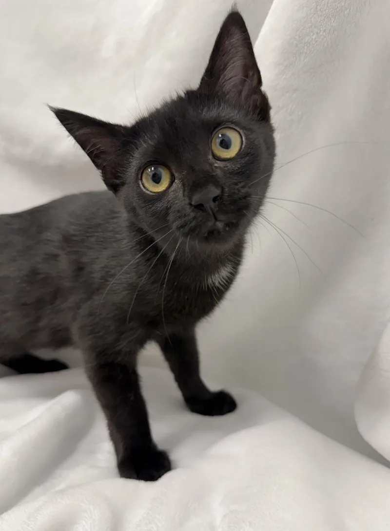 A baby medium-sized female Black Domestic Short Hair cat named Rizzo for adoption in Greensboro, NC