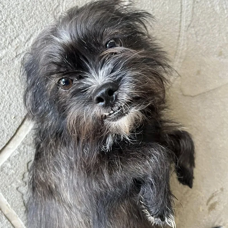 Fifi & Prixie Turner thumbnail 2