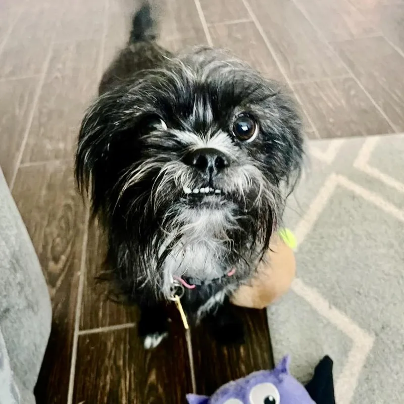 Fifi & Prixie Turner thumbnail 3