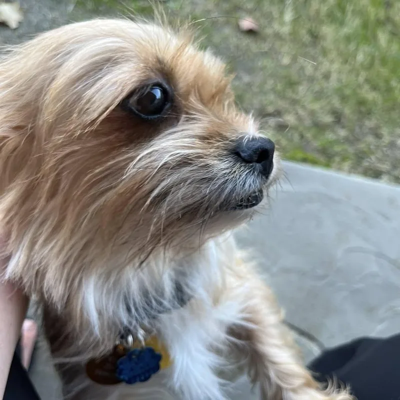 Fifi & Prixie Turner thumbnail 4