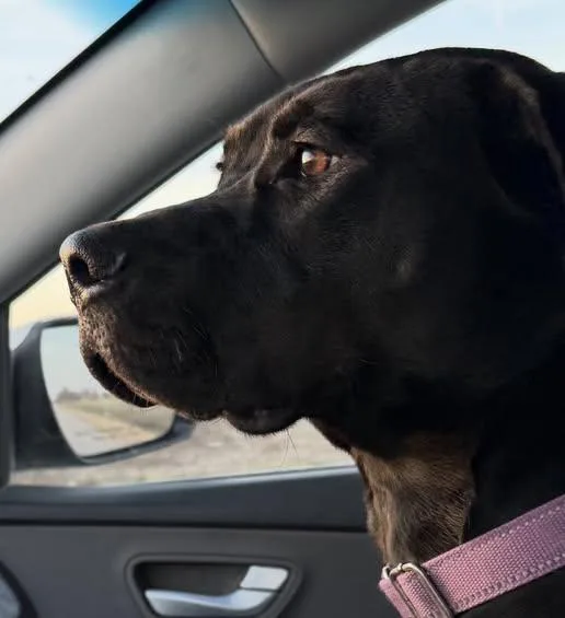 King Magnum thumbnail 2