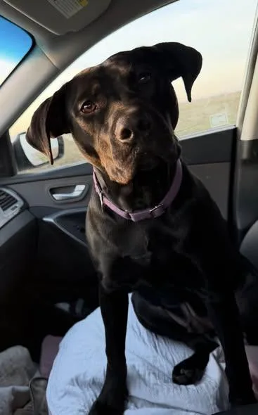 King Magnum thumbnail 3