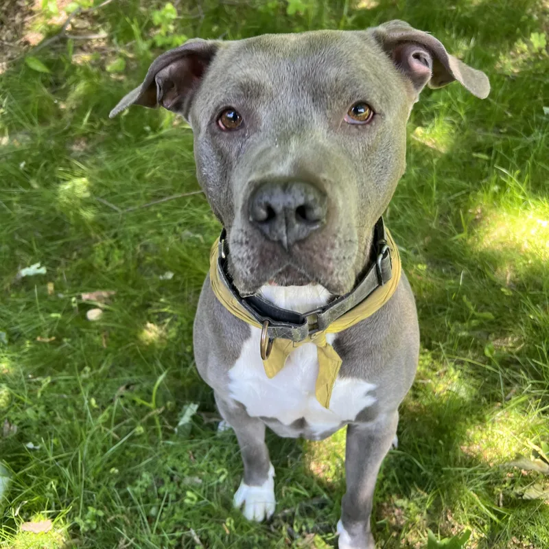 A young medium-sized male Gray / Blue / Silver American Staffordshire Terrier dog named Max for adoption in Yonkers, NY