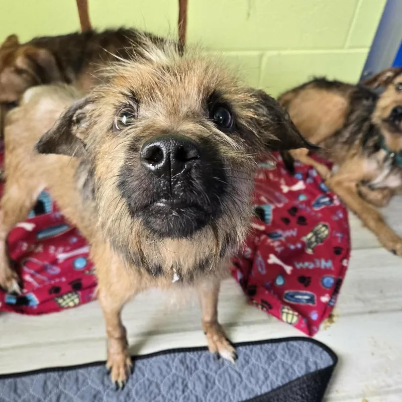 A young small-sized male Brown / Chocolate Wirehaired Terrier dog named Rusty for adoption in Newport, TN