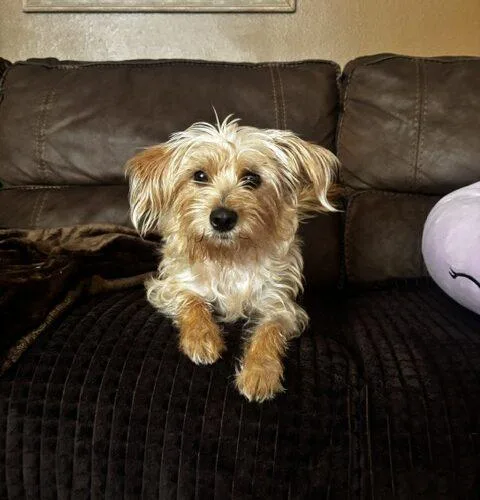 A young small-sized female Apricot / Beige Terrier dog named Louise for adoption in Henderson, NV