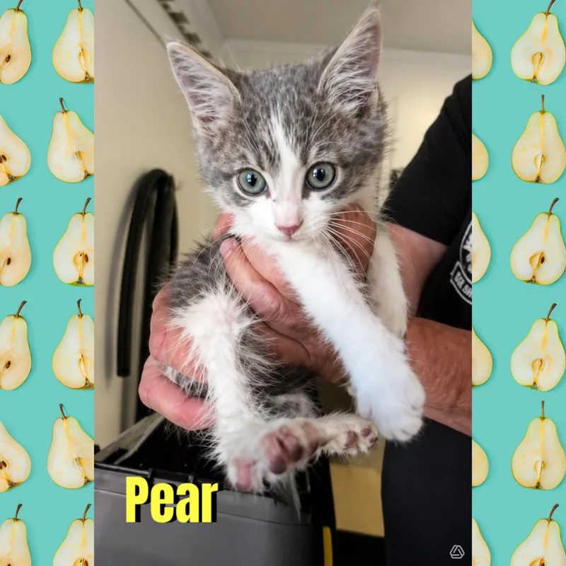 A baby medium-sized male Gray & White Domestic Short Hair cat named Pear for adoption in Red Lodge, MT
