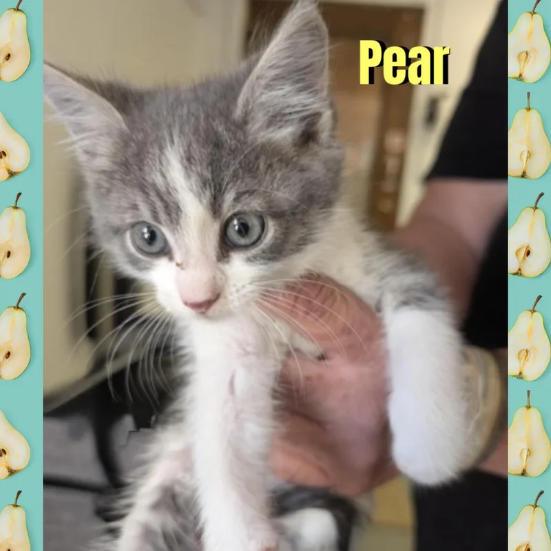 Pear thumbnail 2