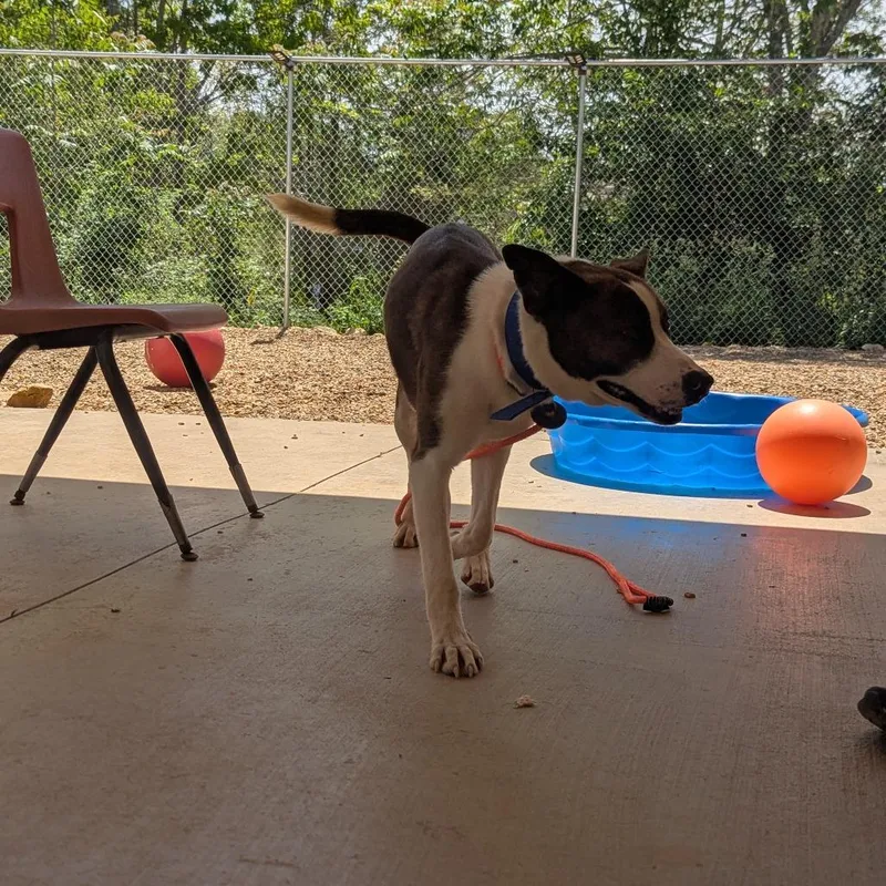 An adult large-sized male White / Cream Mixed Breed dog named Squirrel for adoption in Lenoir, NC