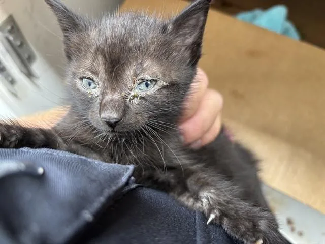 A baby small-sized male Domestic Short Hair cat named Sylvester for adoption in Huntsville, AL