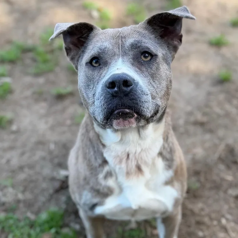 Arya