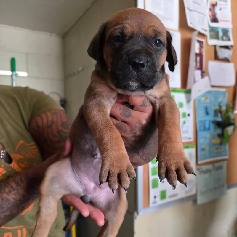 A baby medium-sized female Black Mixed Breed dog named Lilly for adoption in Denison, TX