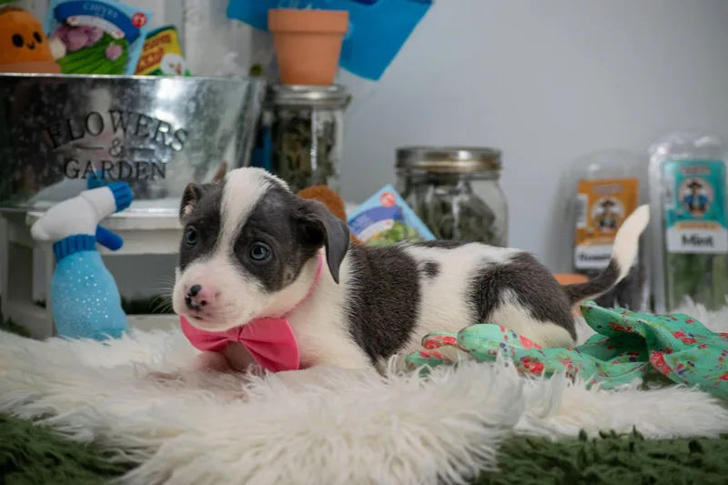 A baby small-sized male Gray / Blue / Silver Border Collie dog named Oregano for adoption in Sevierville, TN