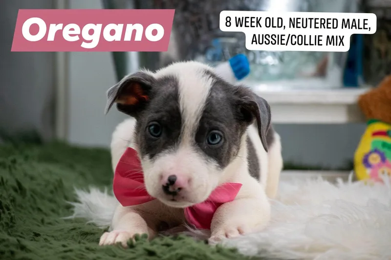 Oregano thumbnail 4