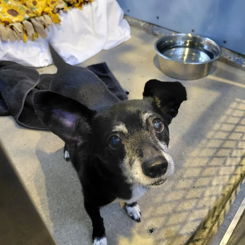 A senior small-sized male Black Chihuahua dog named Mason for adoption in Philadelphia, PA