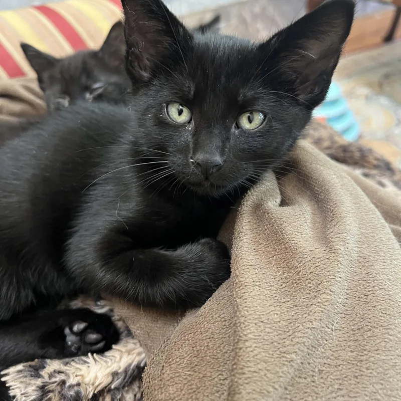 A baby medium-sized male Black Domestic Short Hair cat named Elliot for adoption in South Euclid, OH