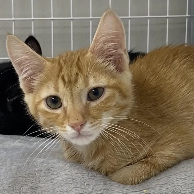 A baby medium-sized male Orange / Red Domestic Short Hair cat named Fractious Leanord for adoption in Columbiana, AL
