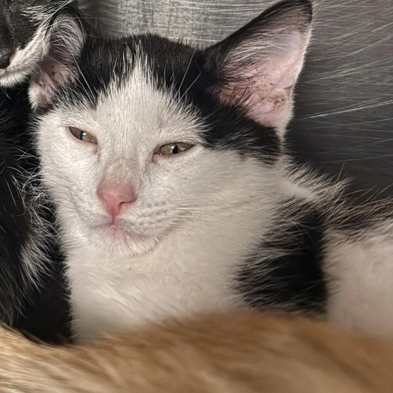 A baby small-sized male Black Domestic Short Hair cat named Dillinger for adoption in Marion, VA