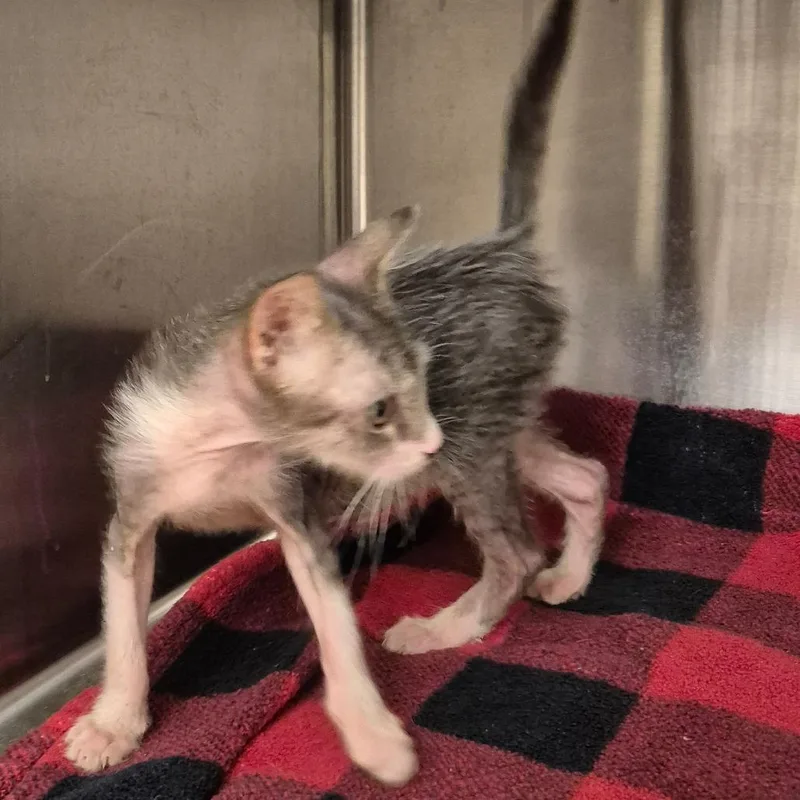 A baby small-sized female Brown / Chocolate Domestic Short Hair cat named Jill for adoption in Lake Panasoffkee, FL