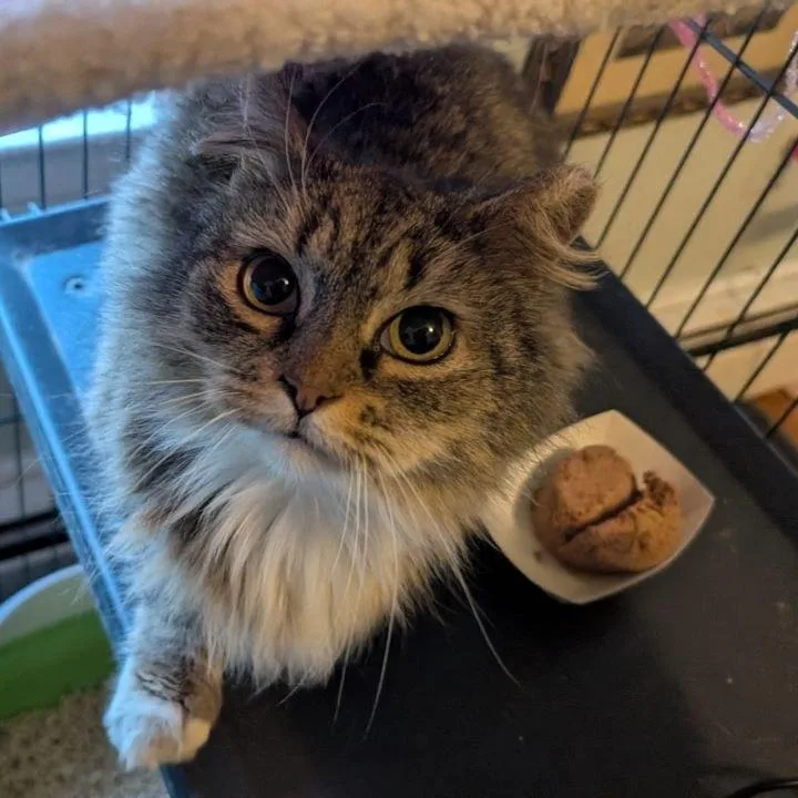 An adult small-sized female Brown / Chocolate Domestic Medium Hair cat named Crumpet for adoption in Pasadena , MD