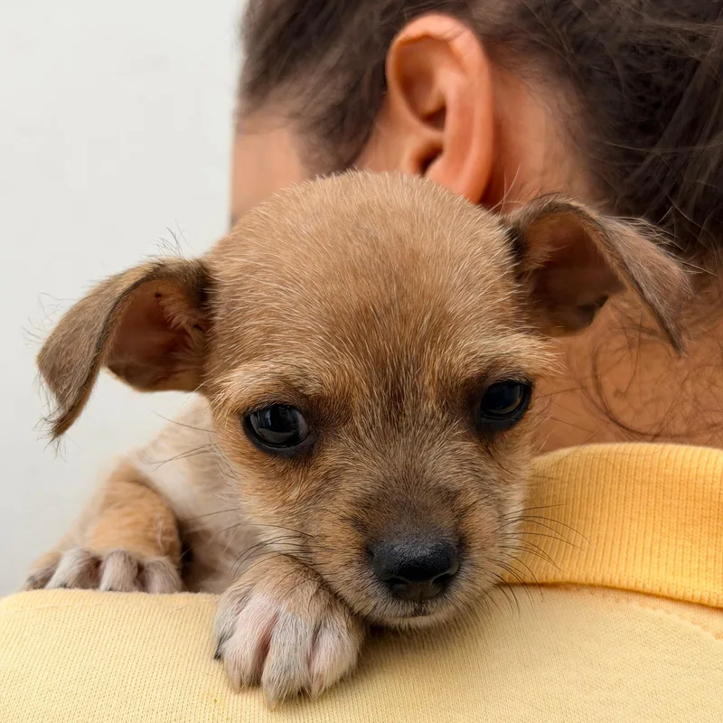 A baby small-sized female Bicolor Chihuahua dog named Luisa for adoption in Manvel, TX