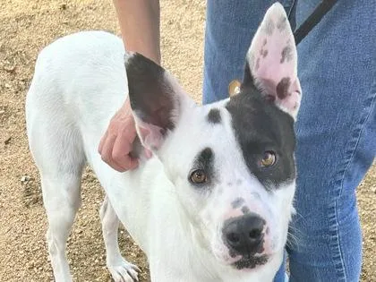 An adult large-sized male Black Mixed Breed dog named Marvin for adoption in Georgetown, TX