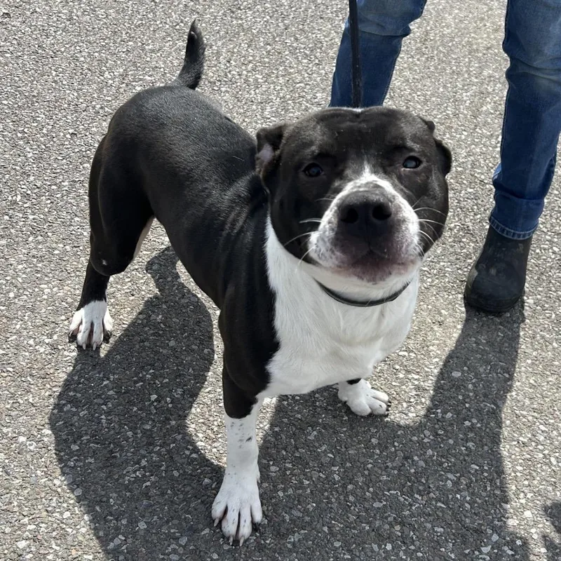 An adult medium-sized male Black Mixed Breed dog named Patrick for adoption in Binghamton, NY