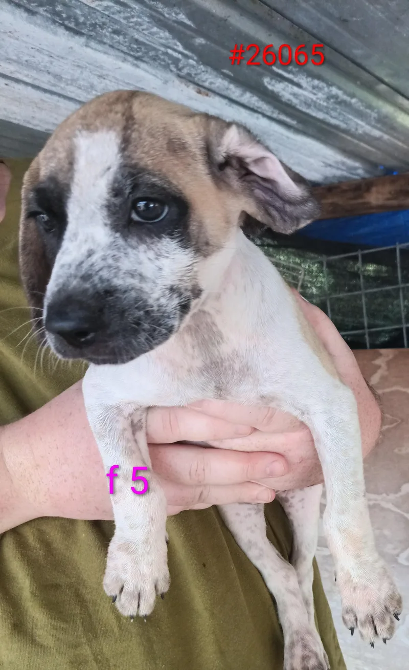 A baby small-sized female Tricolor (Brown, Black, & White) Mixed Breed dog named F for adoption in Mexia, TX