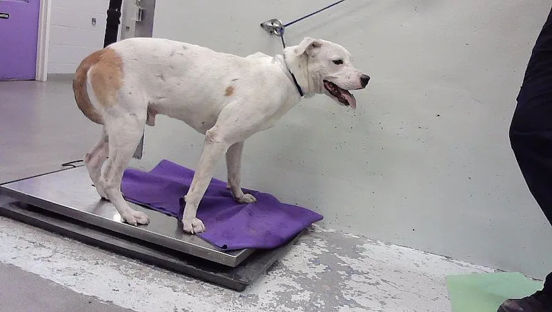 A young large-sized male Staffordshire Bull Terrier dog named Gus for adoption in Houston, TX
