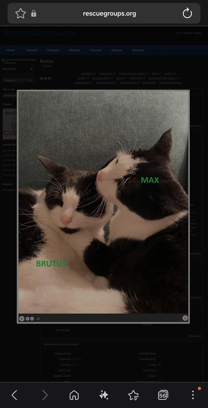 Brutus thumbnail 3