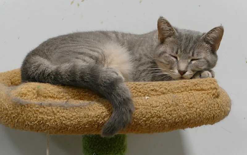 An adult medium-sized female Tabby (Gray / Blue / Silver) Domestic Short Hair cat named Nibby for adoption in Beechbottom, WV