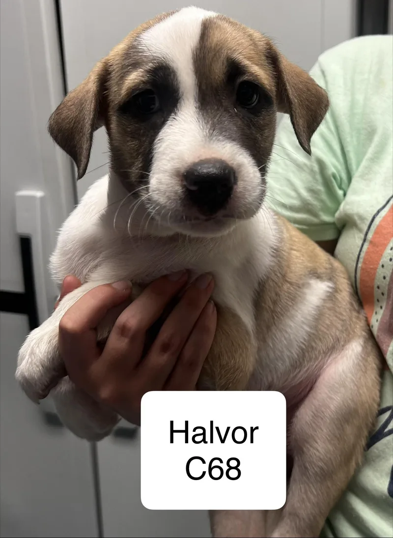 A baby medium-sized male Black Beagle dog named Halvor for adoption in Morganton, NC
