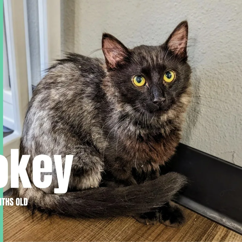A young small-sized male Domestic Short Hair cat named Smokey for adoption in Bentonville, AR
