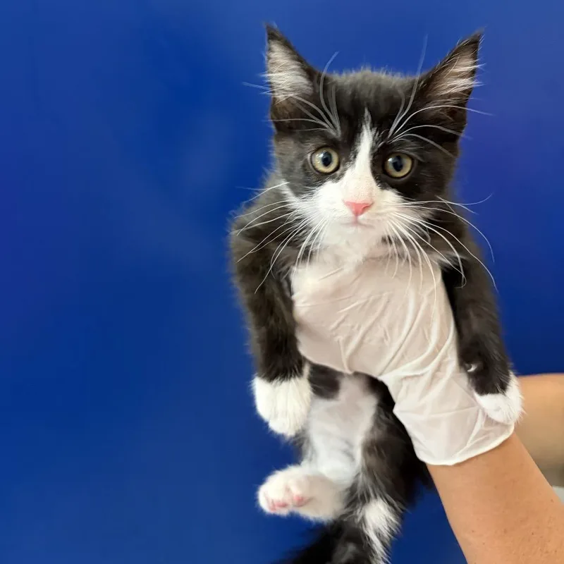 A baby small-sized female Black Domestic Short Hair cat named Joplin for adoption in Grantsville, UT