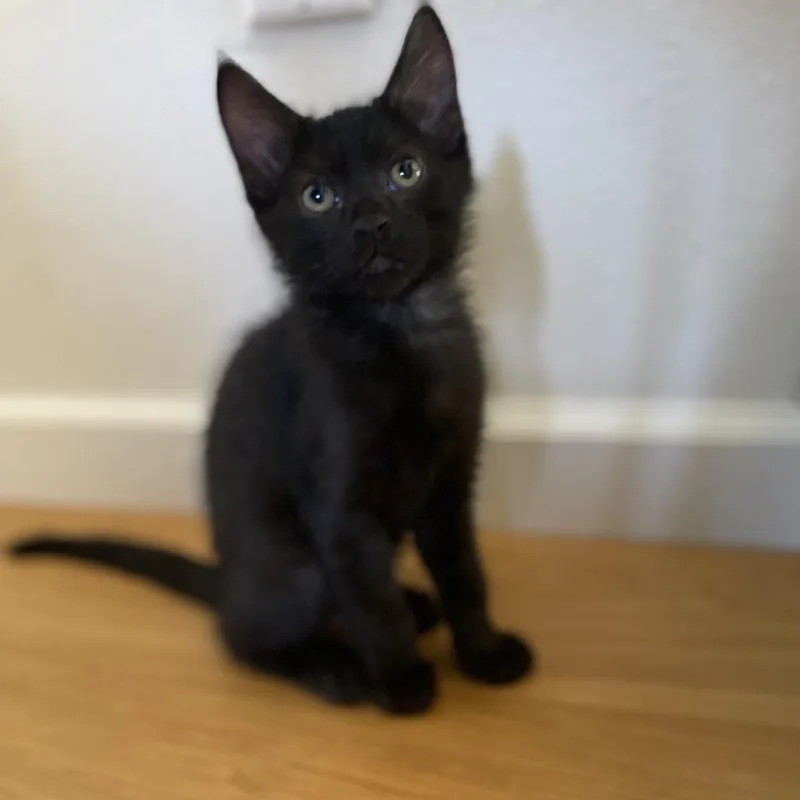 Chocolate Chip