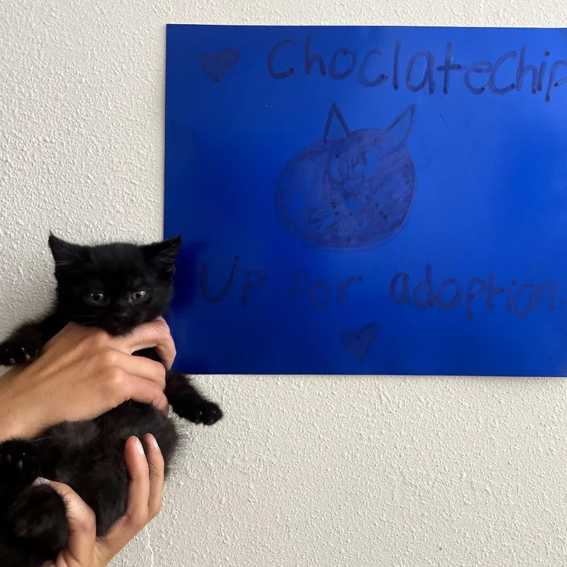 Chocolate Chip thumbnail 3