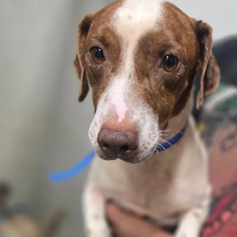 An adult small-sized male Jack Russell Terrier dog named Dalton for adoption in Hattiesburg, MS